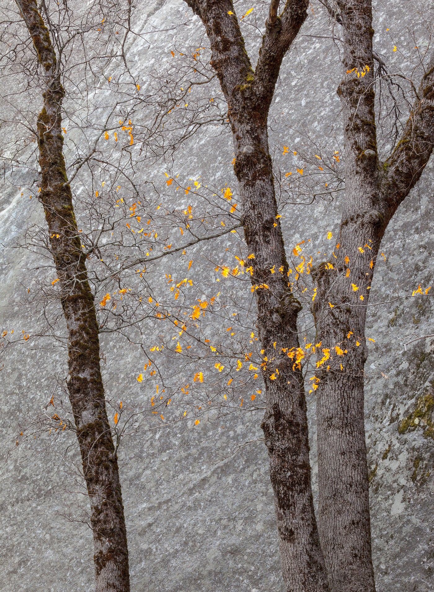 Black Oaks and Granite