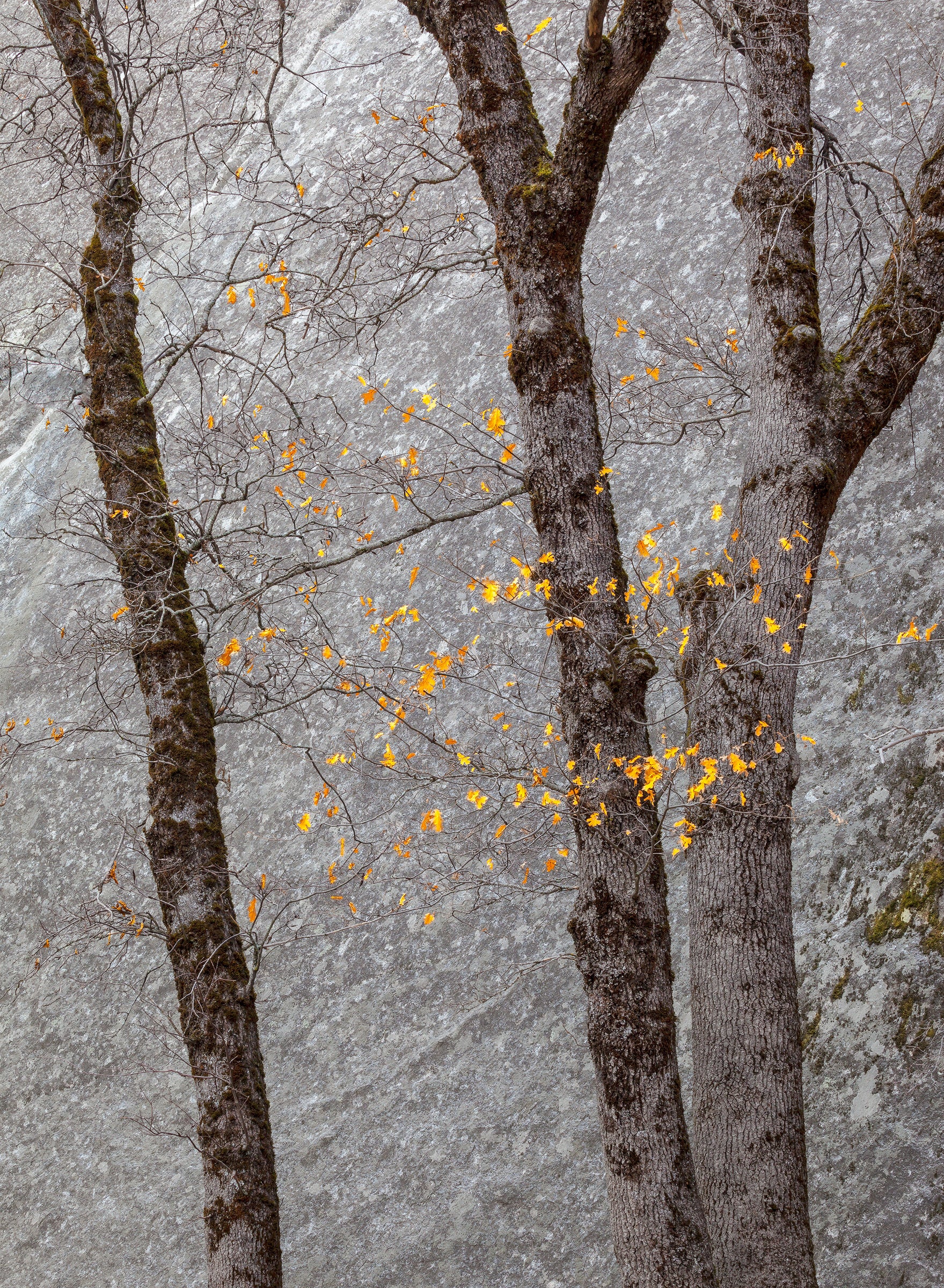 Black Oaks and Granite