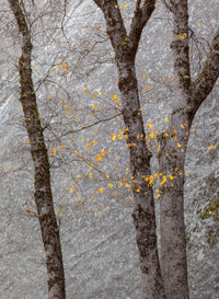Black Oaks and Granite