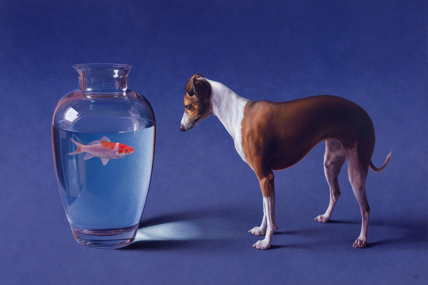 Fish and Dog