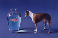 Fish and Dog