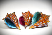 Two-Tone Amber Seashell