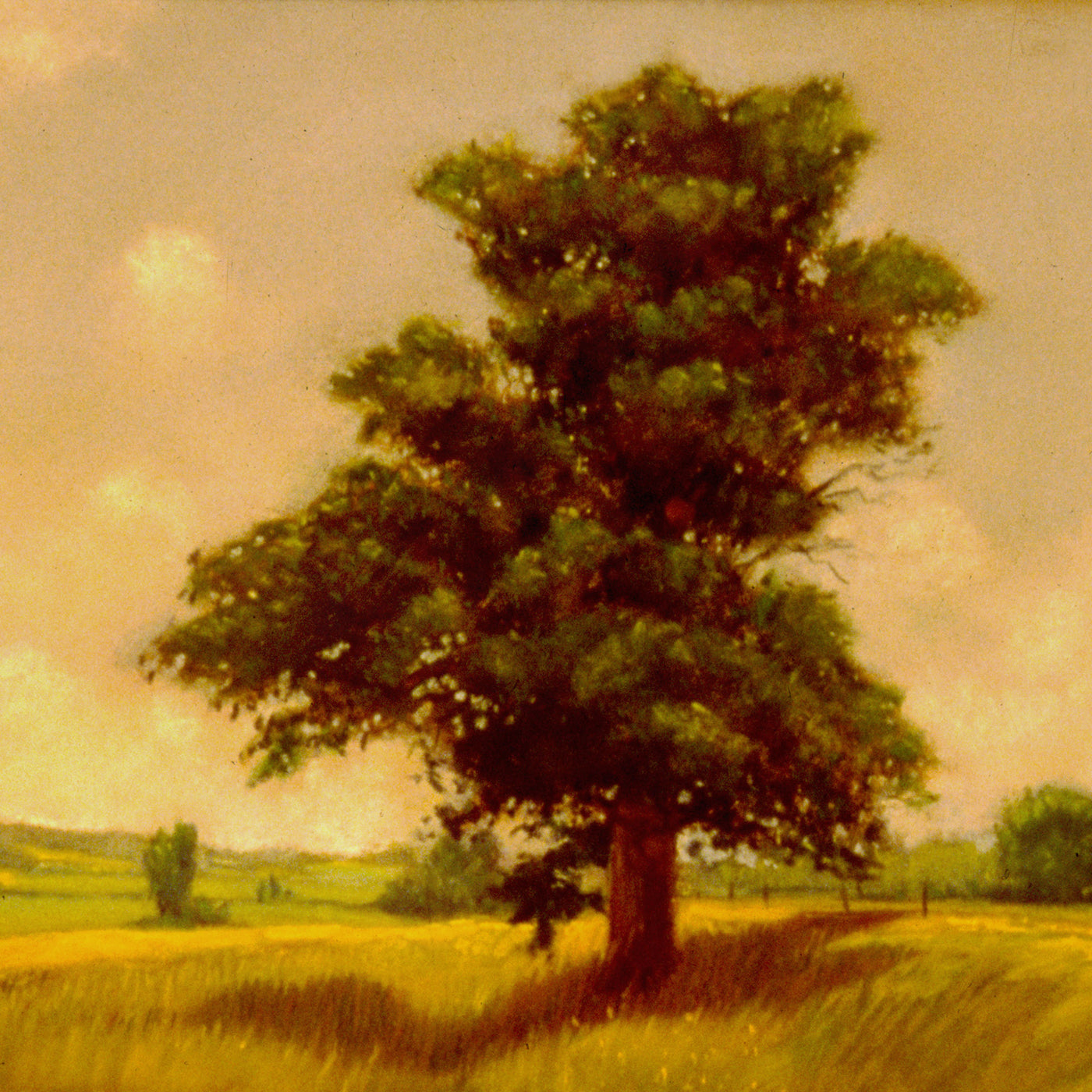Kilpeck Oaks No 1