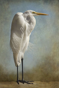 The Royal Egret