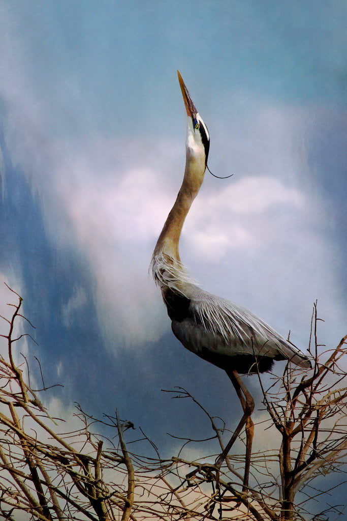Heron Song