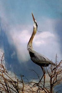 Heron Song