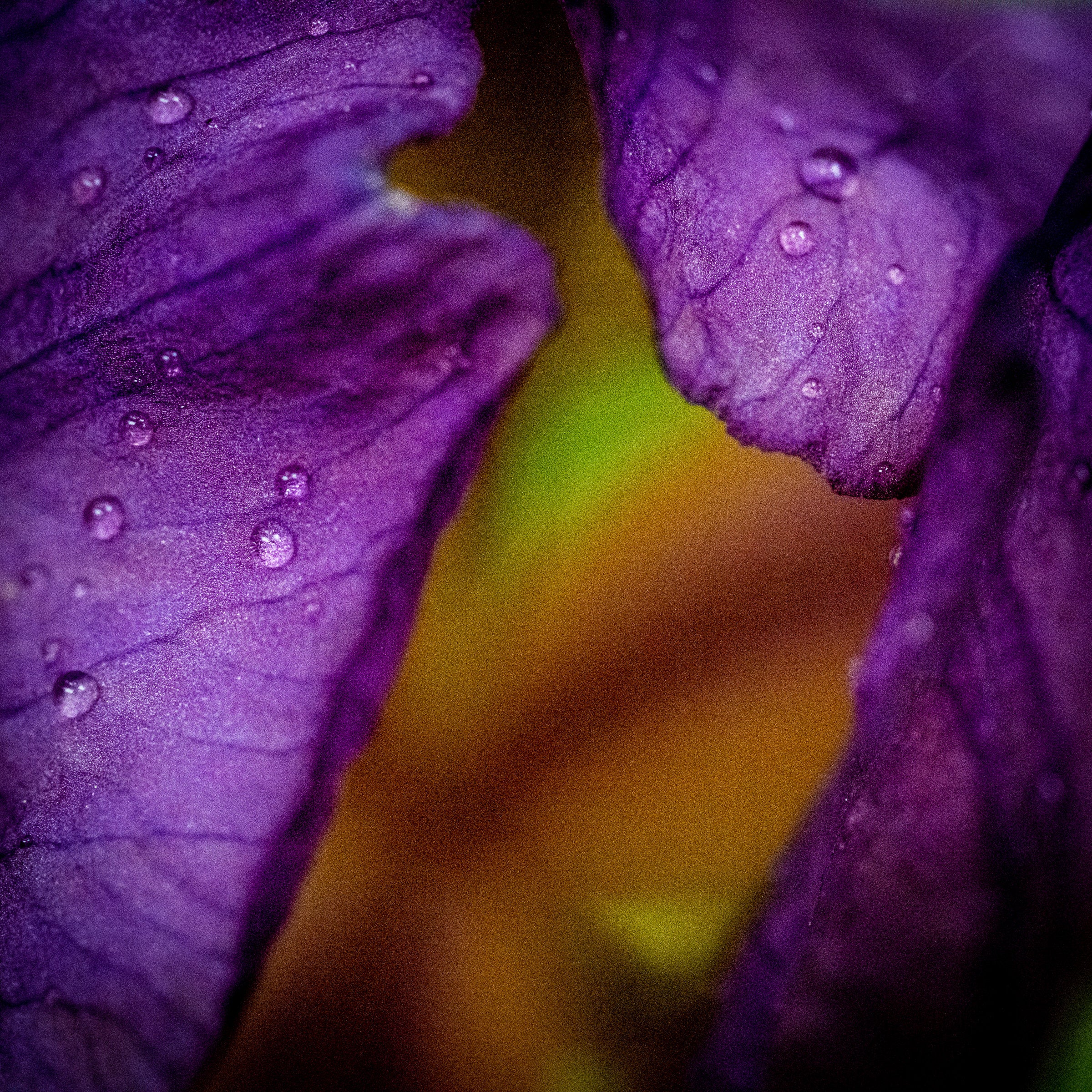 Iris, Soft Spring Rain