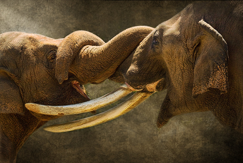 Friends Forever