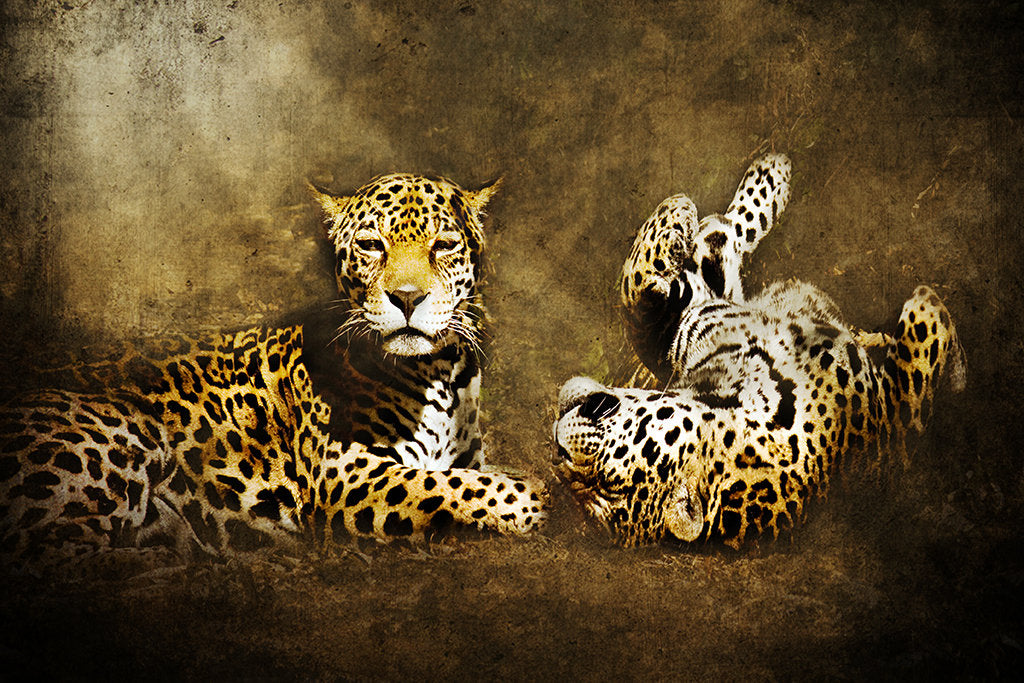 Jaguar Love
