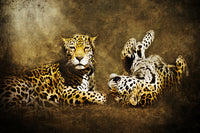 Jaguar Love
