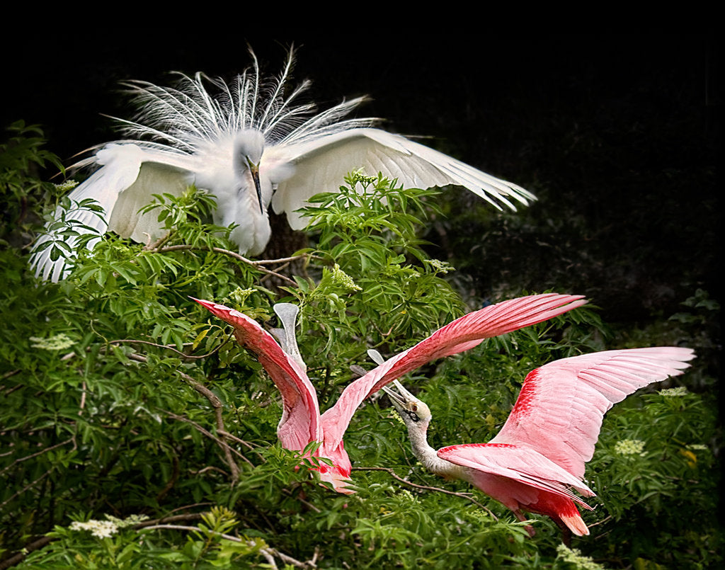 Nesting Dispute