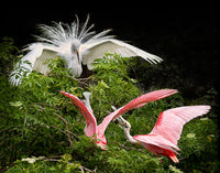 Nesting Dispute