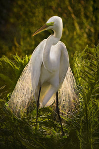 Egret Adorned