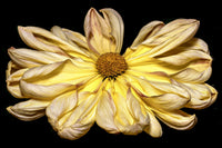 Yellow Chrysanthemum