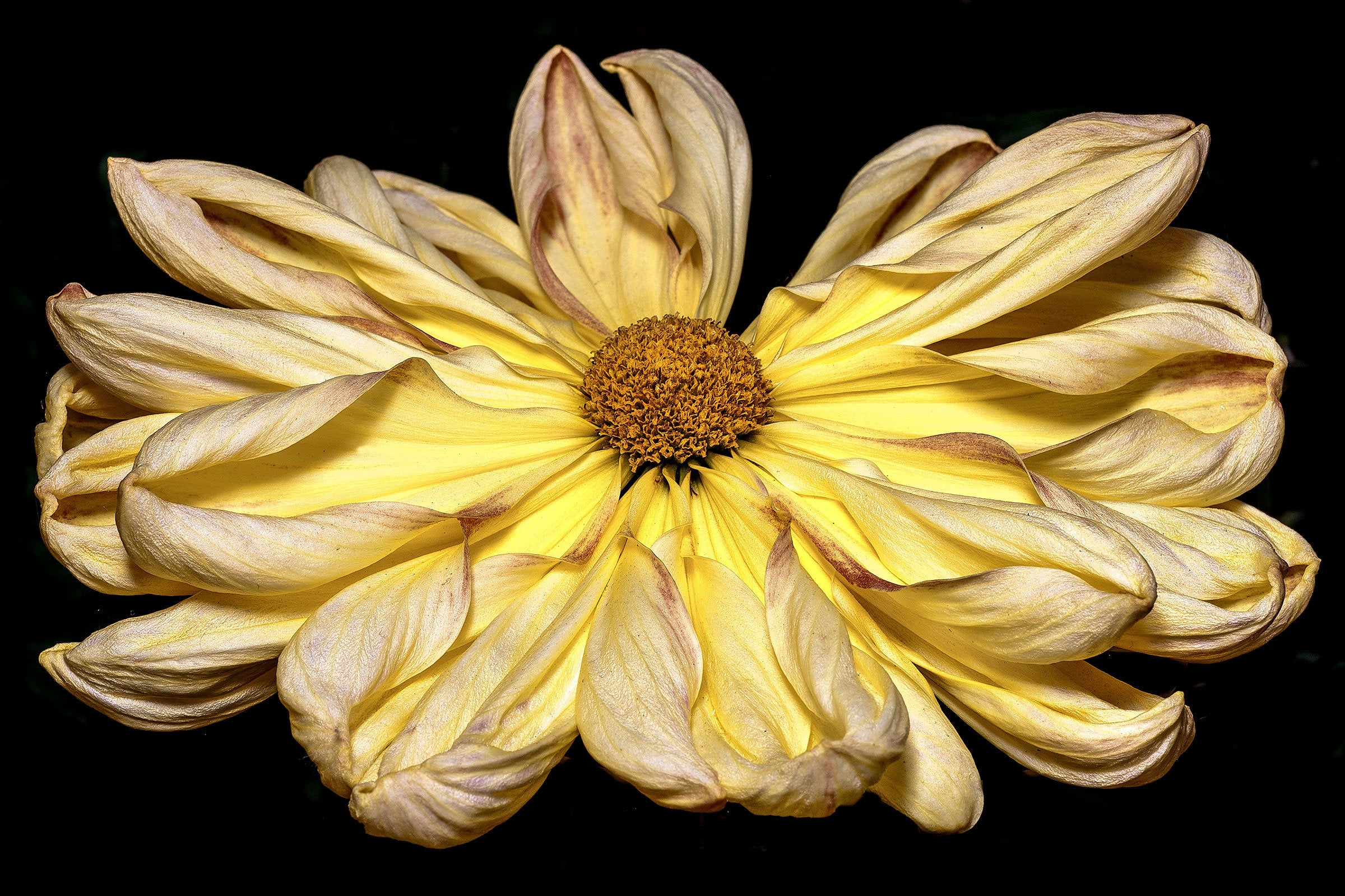 Yellow Chrysanthemum