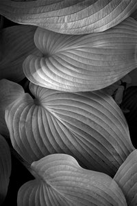 Four Leaves