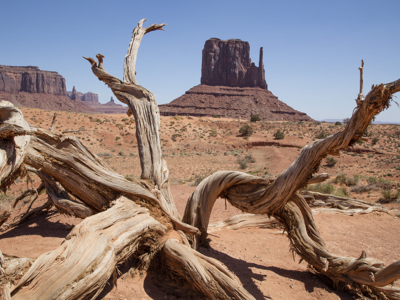 Branches, Monument Valley