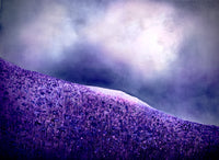 Purple Poppies