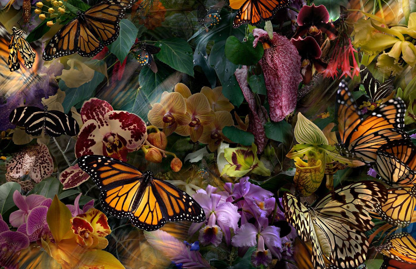 The Stillness of Monarchs
