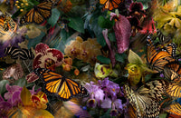 The Stillness of Monarchs