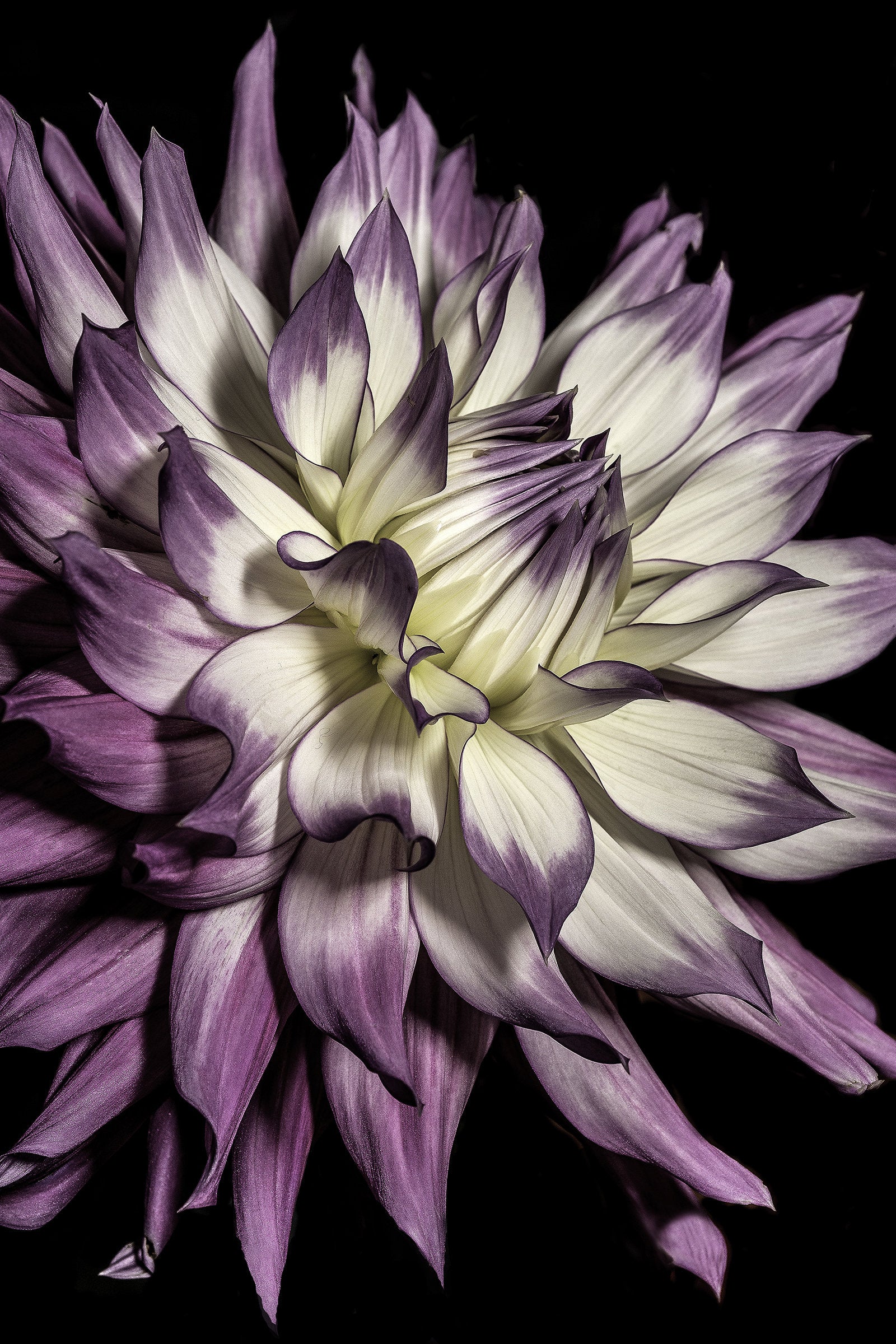 Violet Dahlia