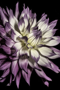 Violet Dahlia