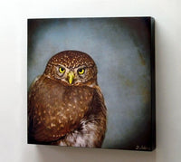 Song of a Northern Pygmy Owl II