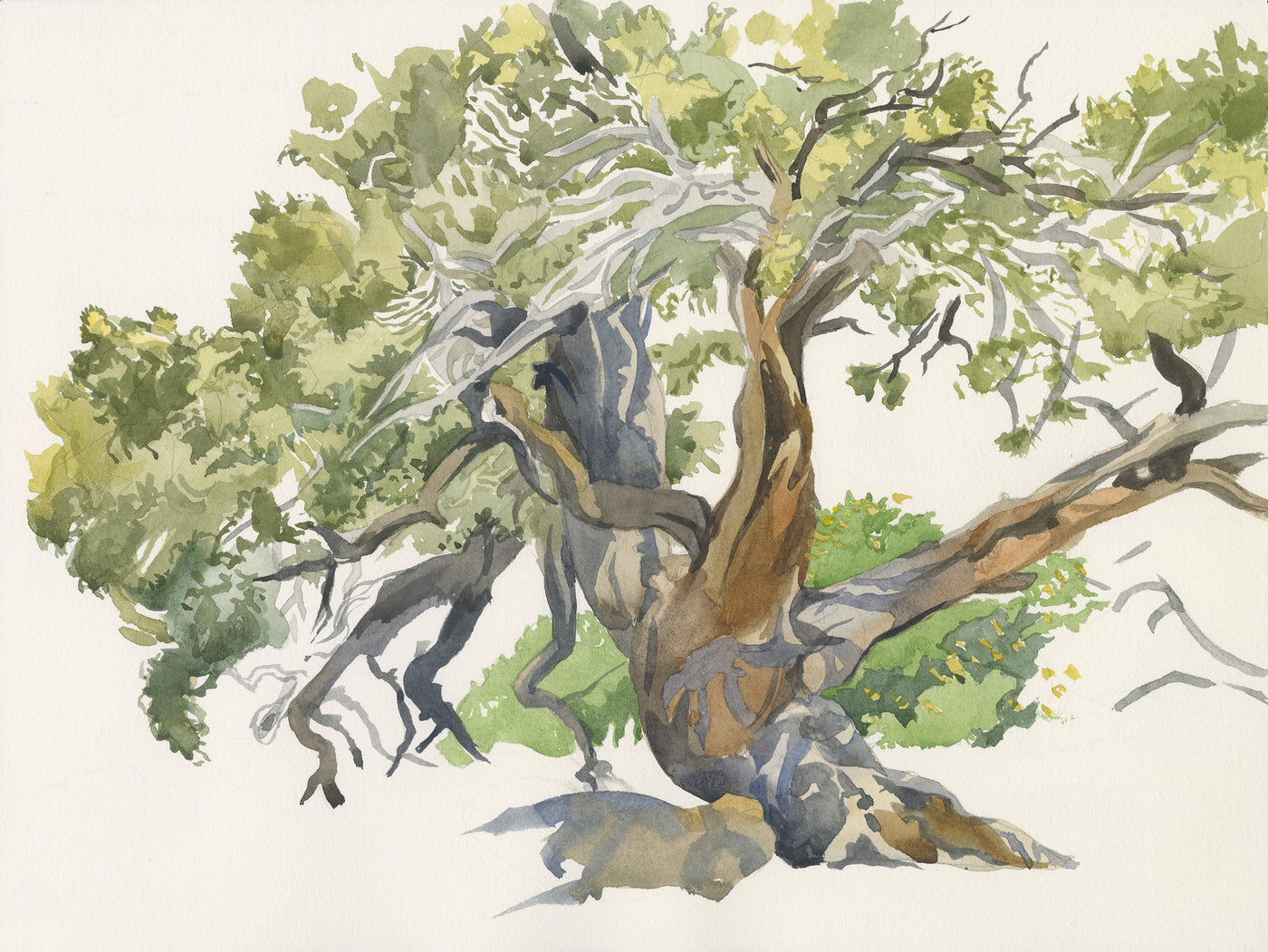 Canyon Juniper