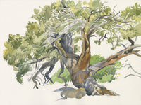 Canyon Juniper