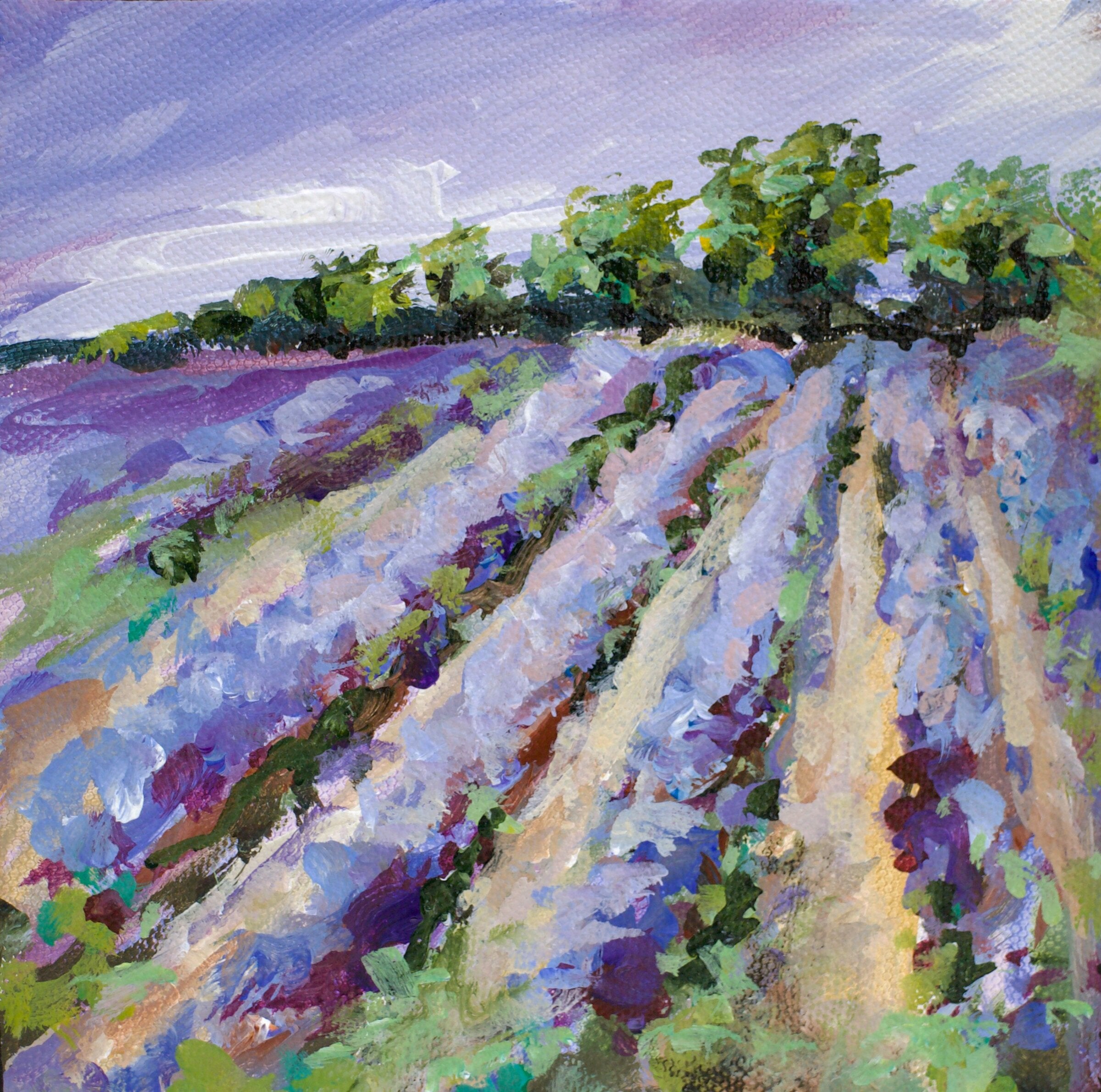 Lavender Field