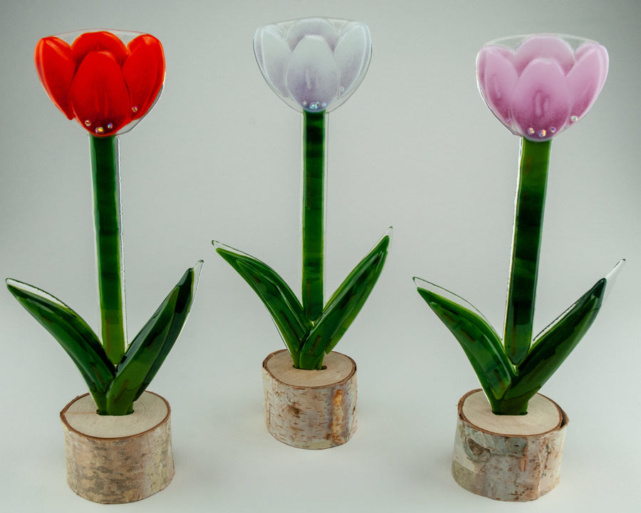 Tulip Patch | Photo by Juliana Gomien