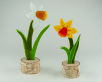 Daffodil Duo
