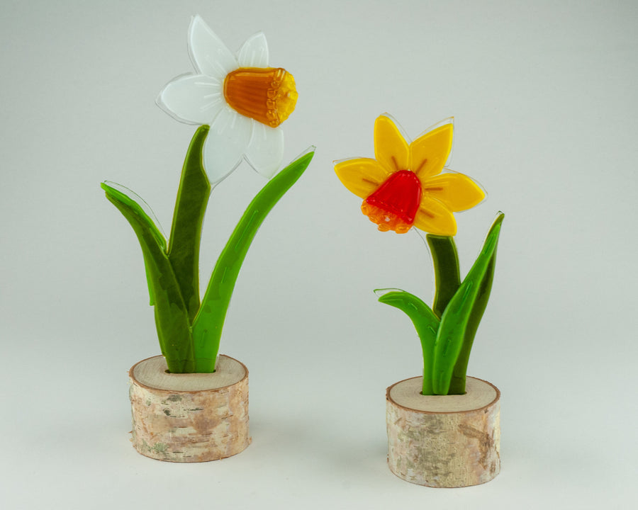 Daffodil Duo | Photo by Juliana Gomien