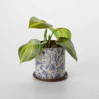 plant not included