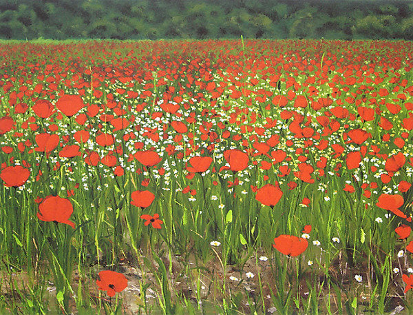 Poppies Provence
