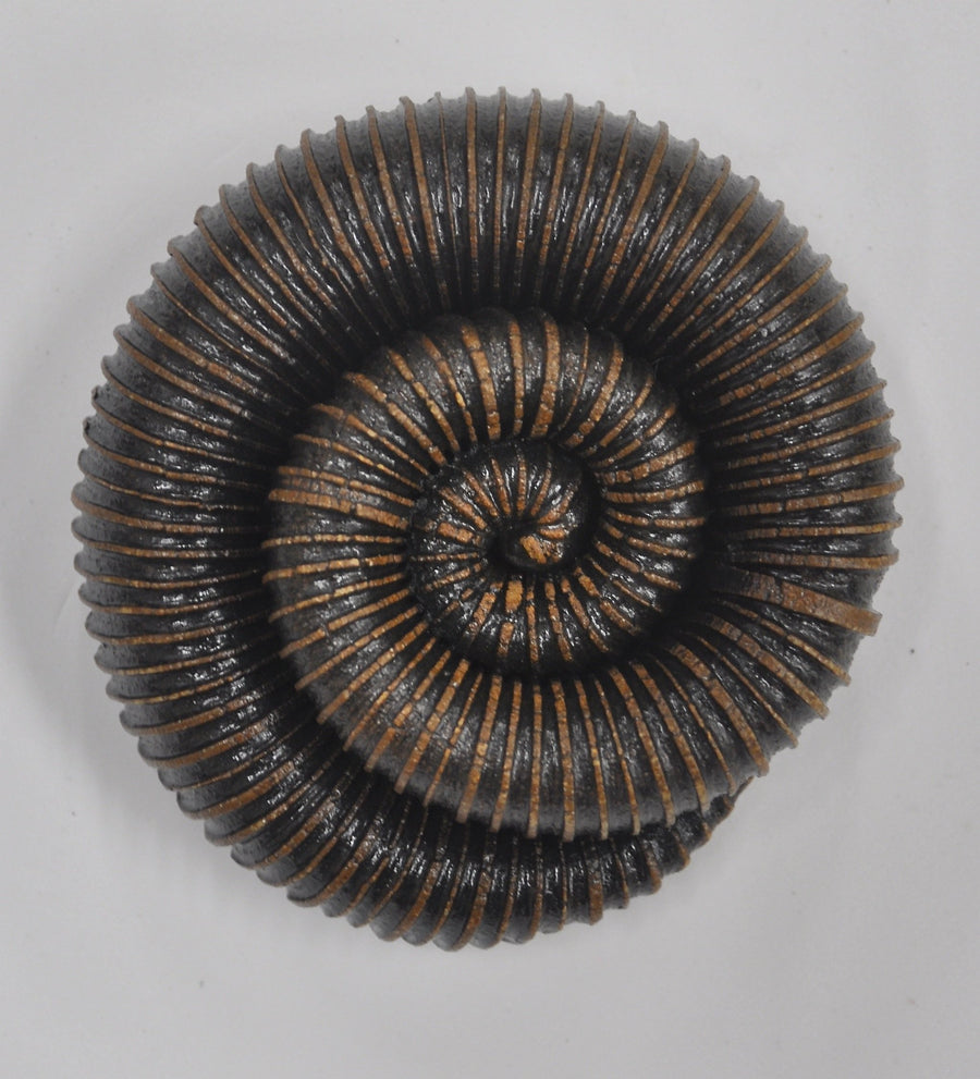 Coil Specimen