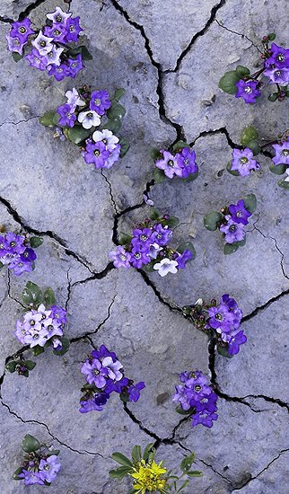 Desert Flowers