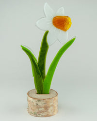 Moon Glow Daffodil