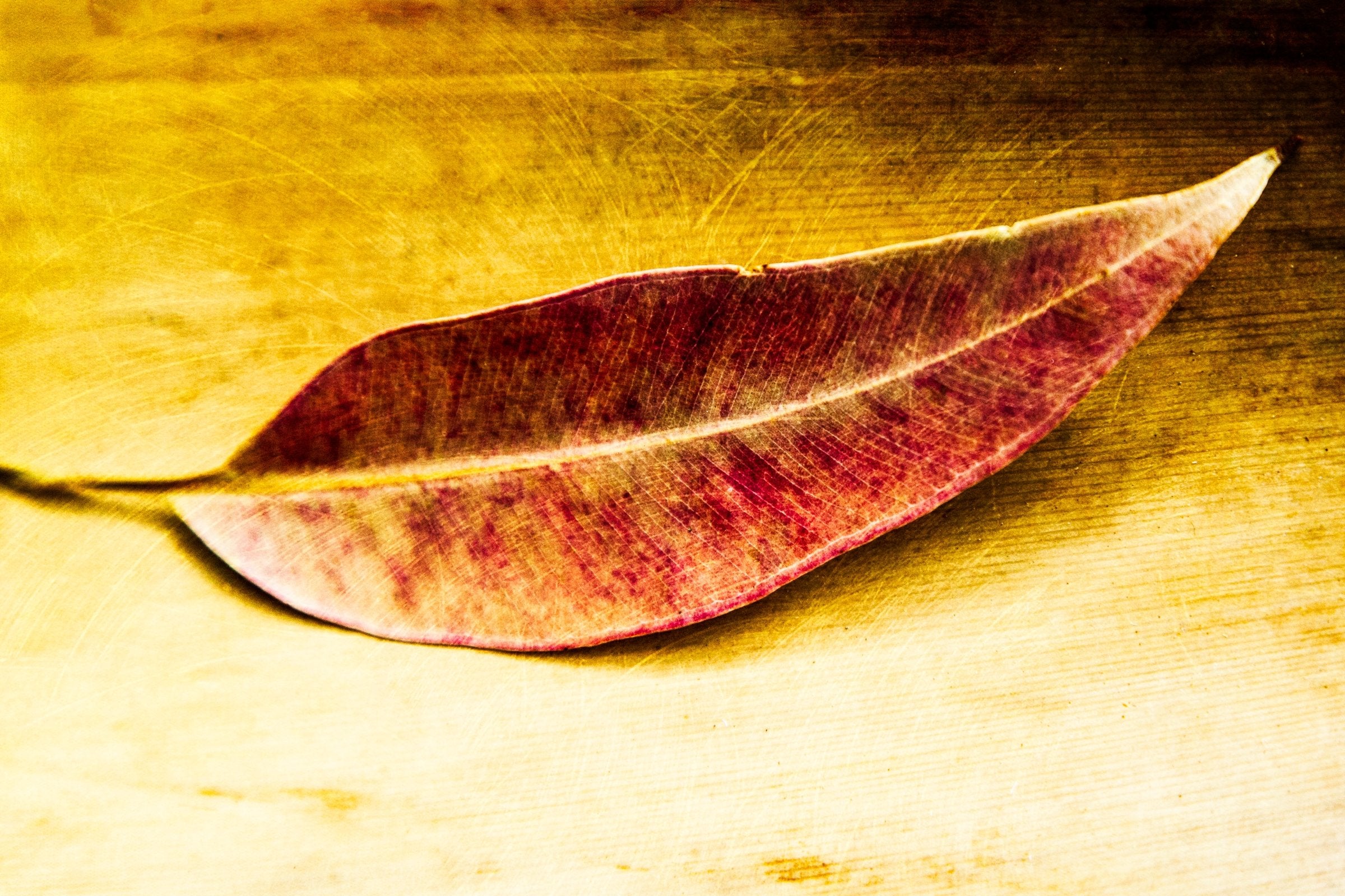 Leaf, Hawaii