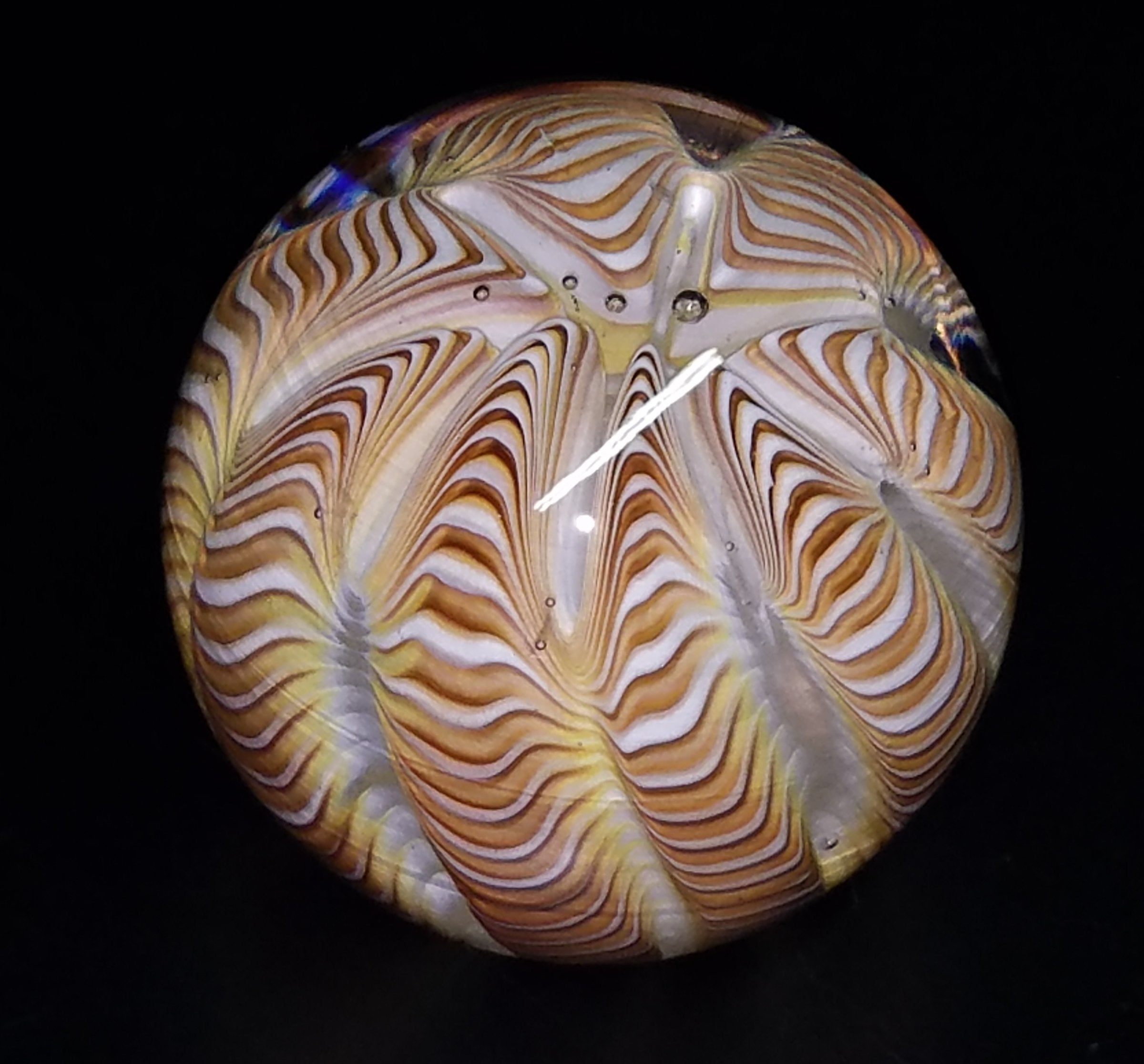 Earthtone Urchin