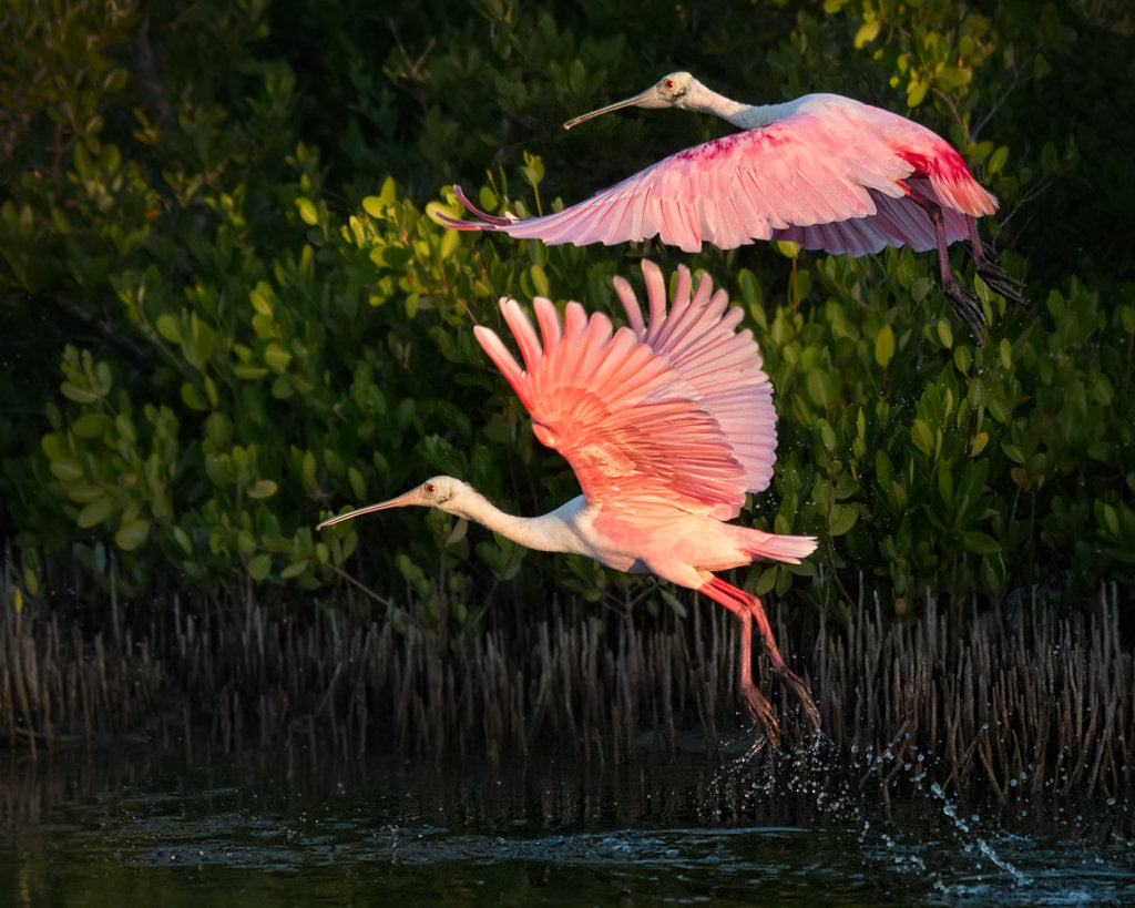 Spoonbills of Lovers Key