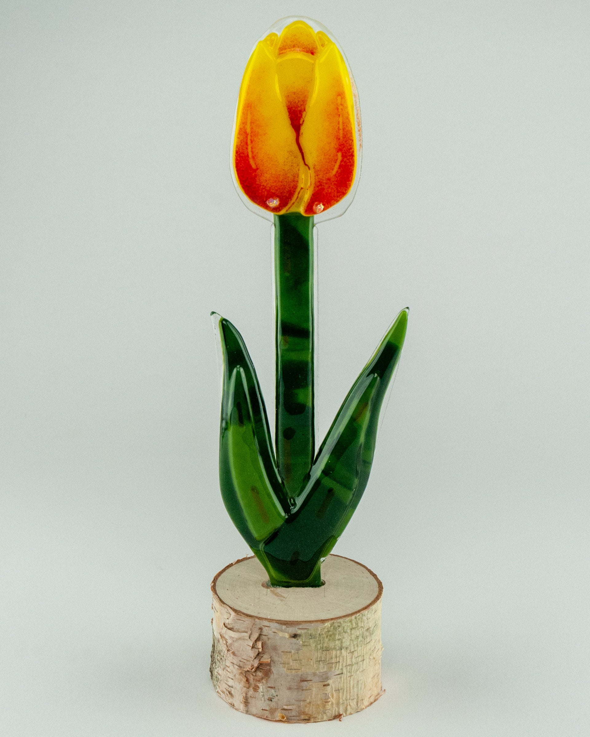 Flame Closed Tulip