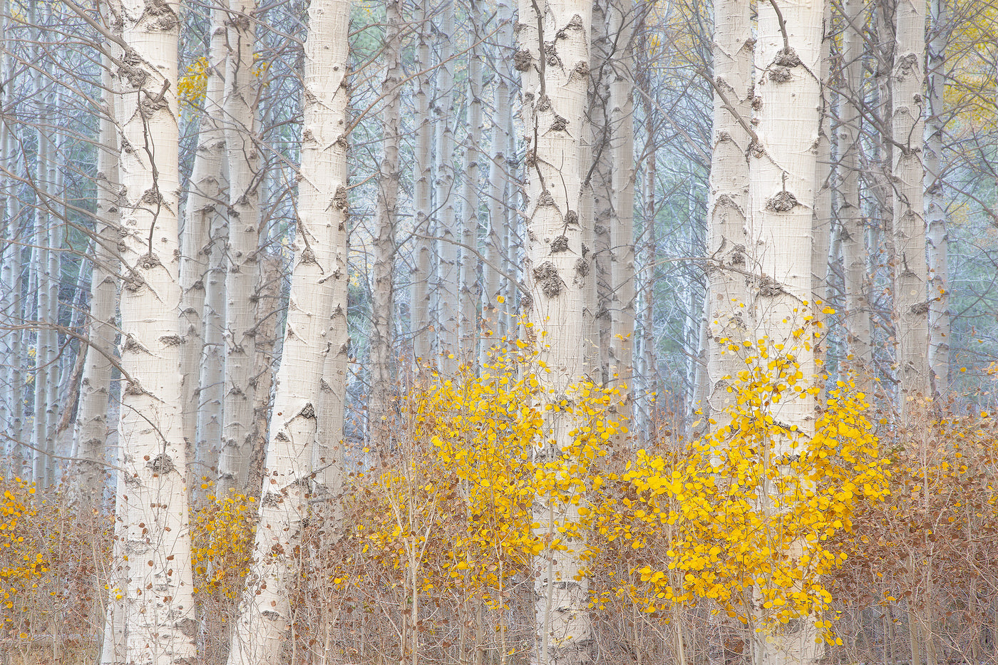 Aspens and the Blue Light