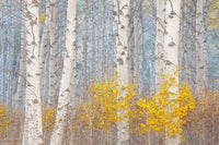 Aspens and the Blue Light