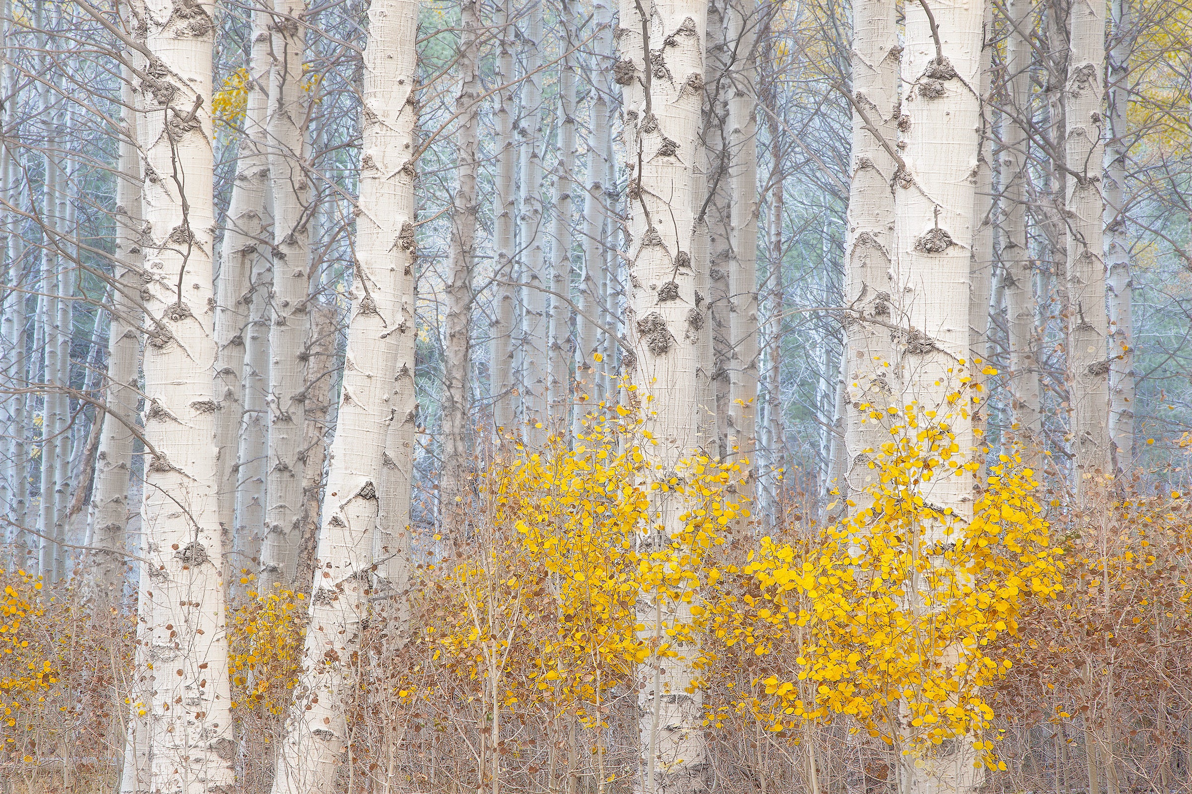 Aspens and the Blue Light