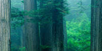Redwood Trees