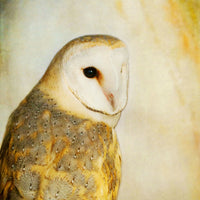 Song of a Barn Owl II