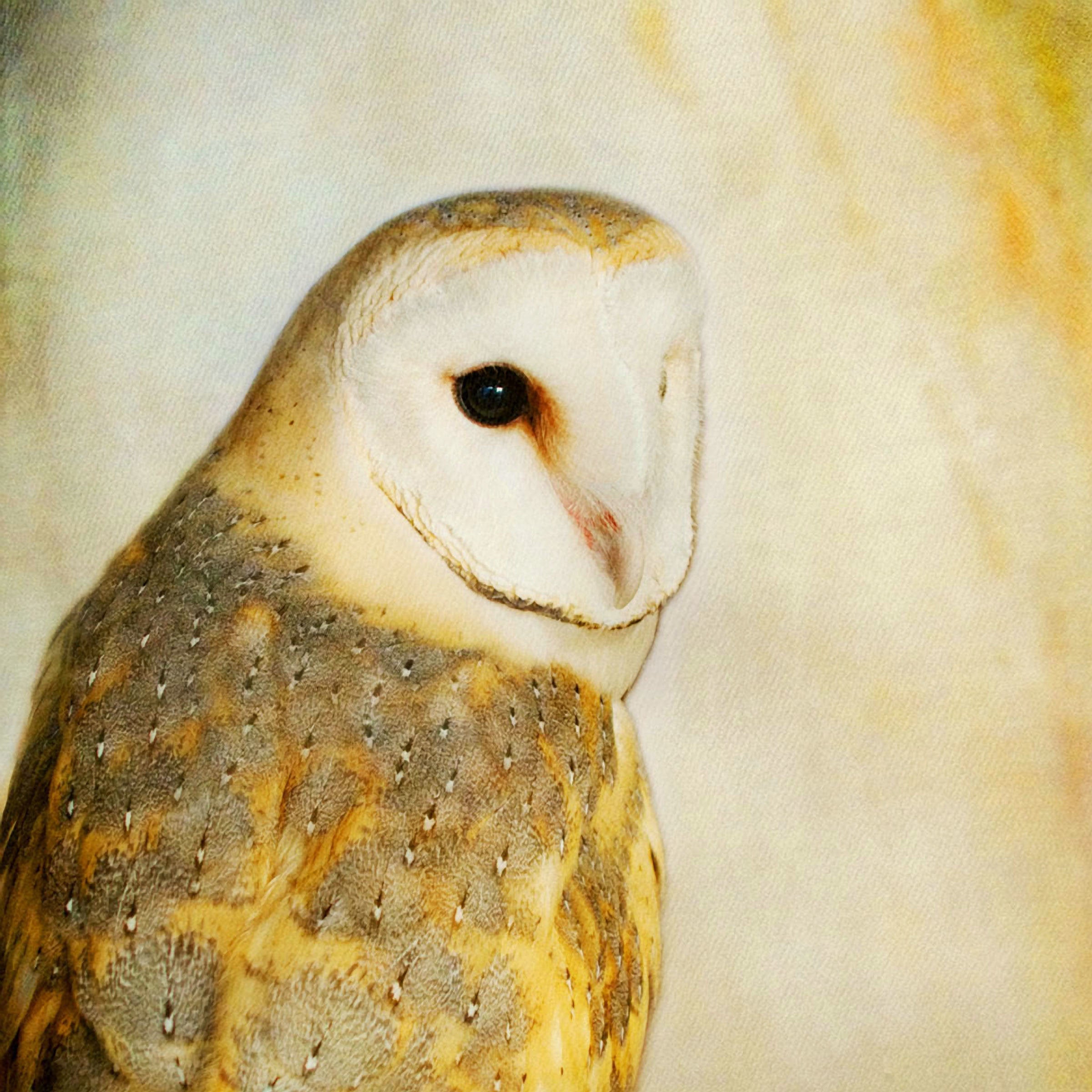 Song of a Barn Owl II