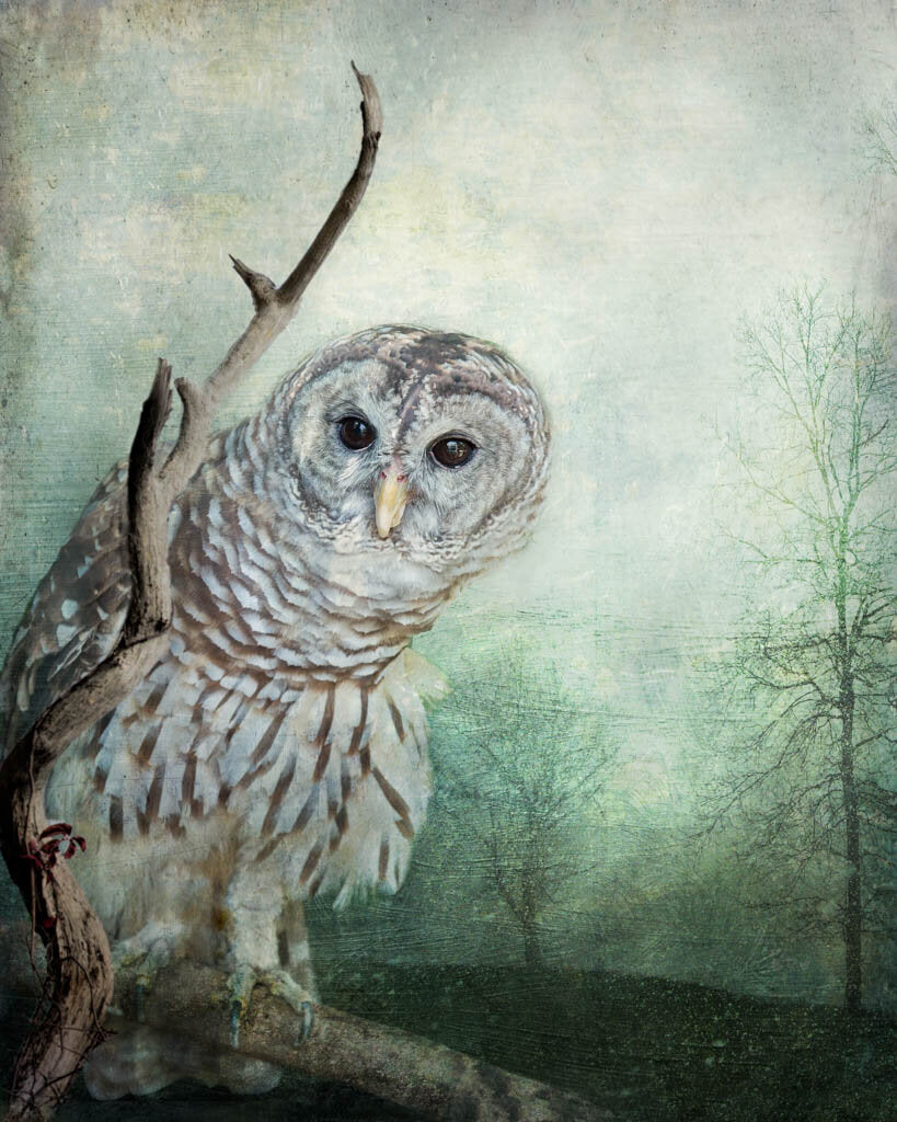 The Curious Owl