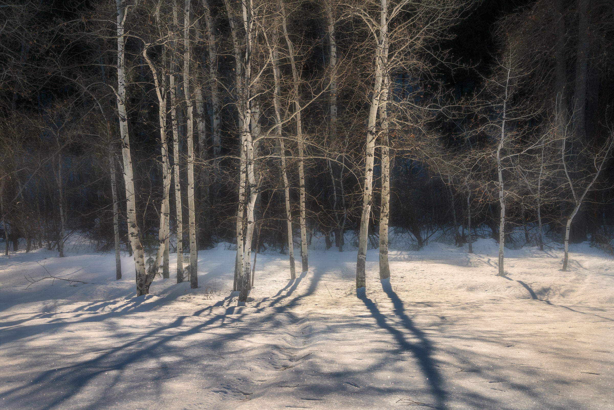 Winthrop Aspens